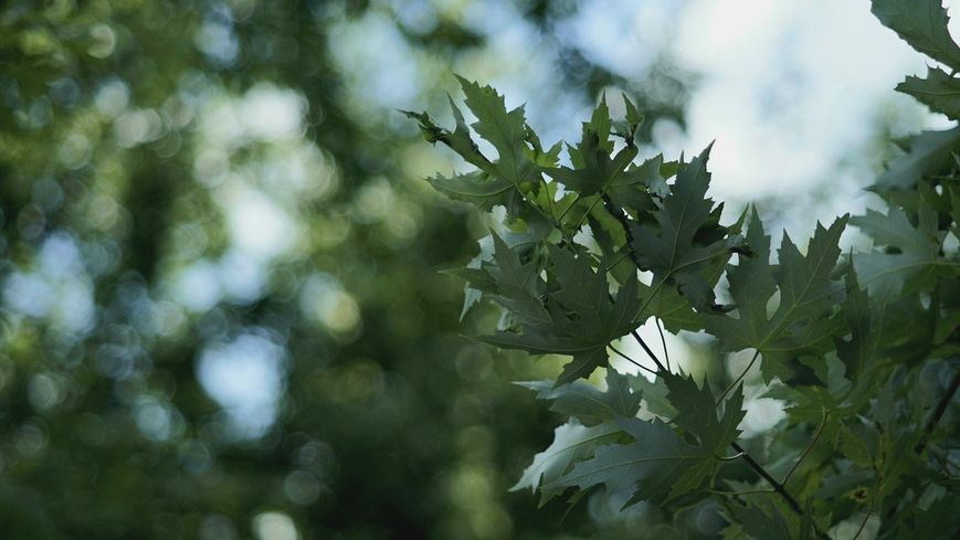 Super-Takumar 1:2.8/105 3858194 фото