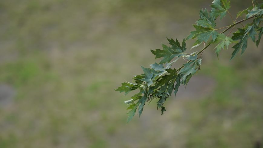 Tamron 1:3.5 200mm 12&deg; BBAR MC Close Focus Adaptall-2 905603 фото