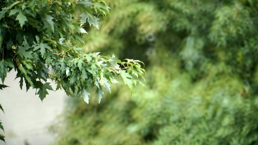CENTON MC Mirror Lens 1:8 f=500mm 650179 фото