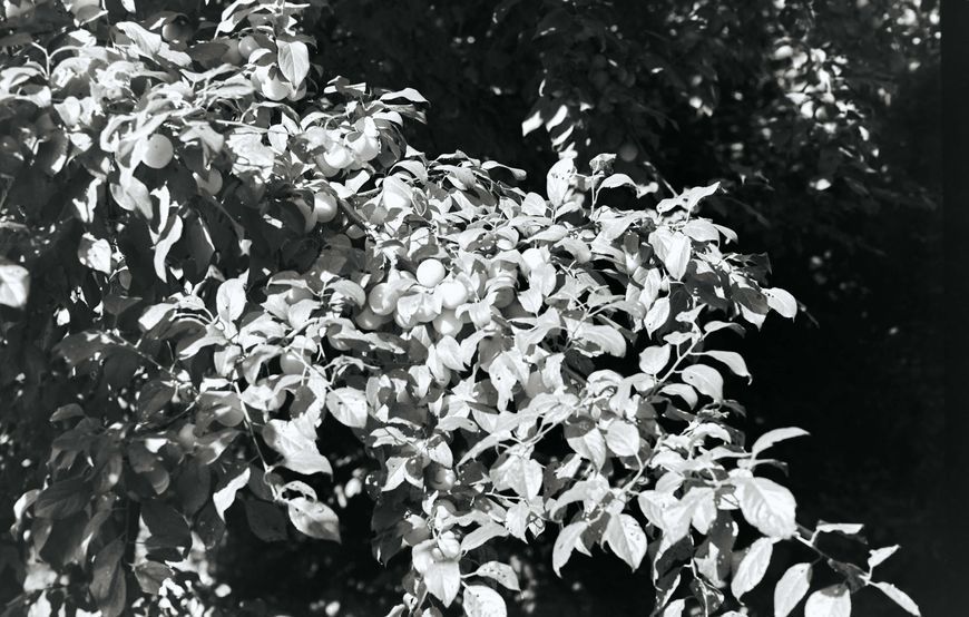 Miranda Auto Sensorex EE + Auto Miranda E 1:1.4 f=50mm Miranda Auto Sensorex EE + Auto Miranda E 1:1.4 f=50mm фото