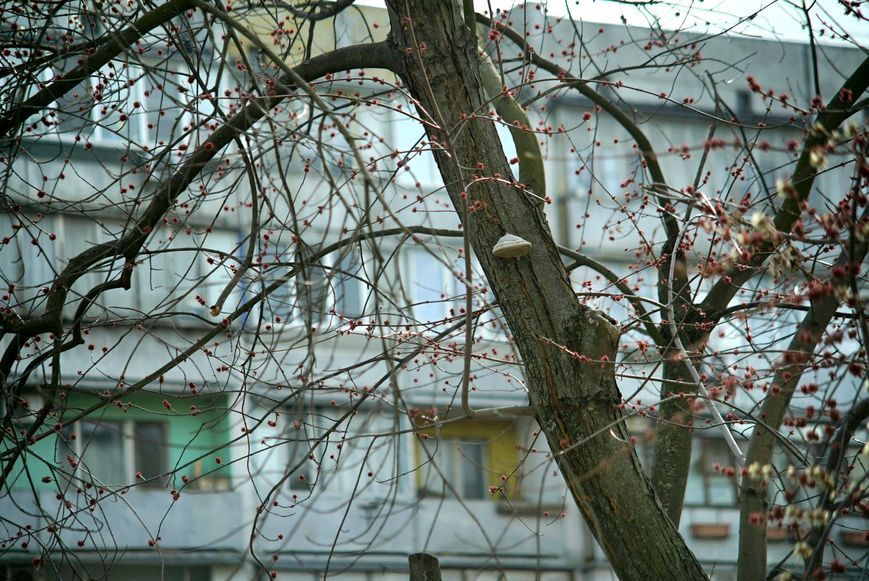 Canon Zoom Lens FL 55-135mm 1:3.5 14092 фото