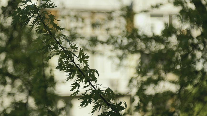 Promura 1:3.5 f=135mm