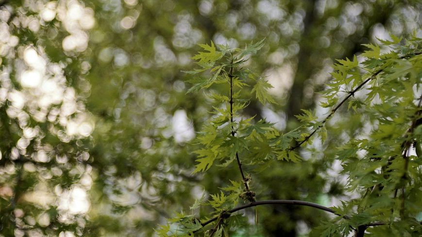 Promura 1:3.5 f=135mm
