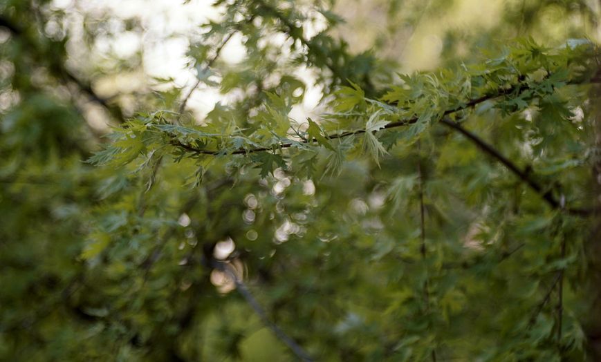 Promura 1:3.5 f=135mm