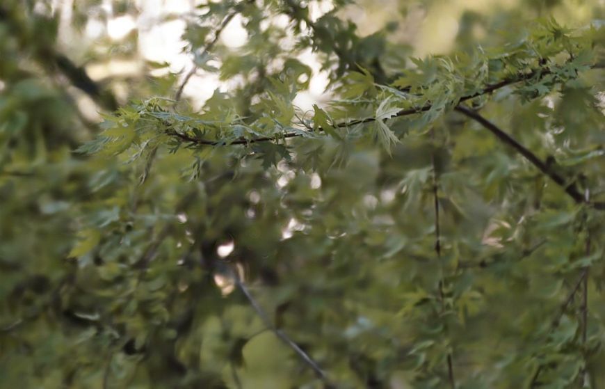 Promura 1:3.5 f=135mm