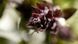 Minolta MD Macro 50mm 1:3.5 8012448 фото 9