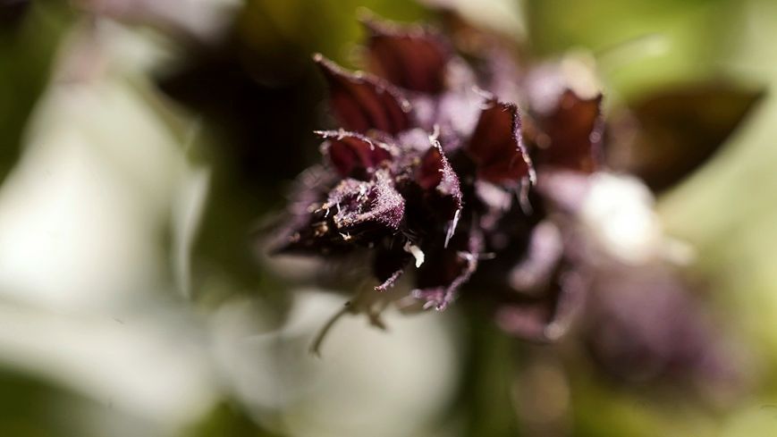 Minolta MD Macro 50mm 1:3.5 8012448 фото