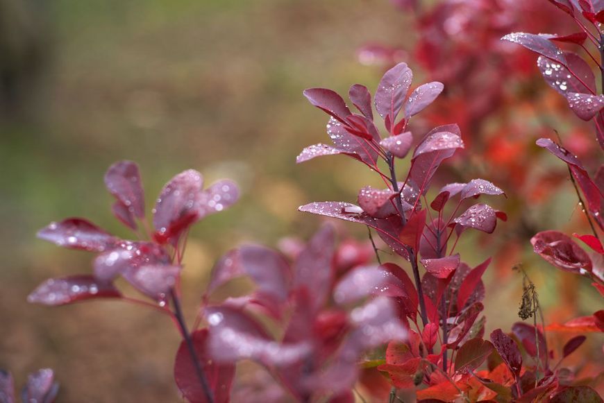 Carl Zeiss Sonnar 1:2 f=85mm Contarex (Sony E). 2624483 фото