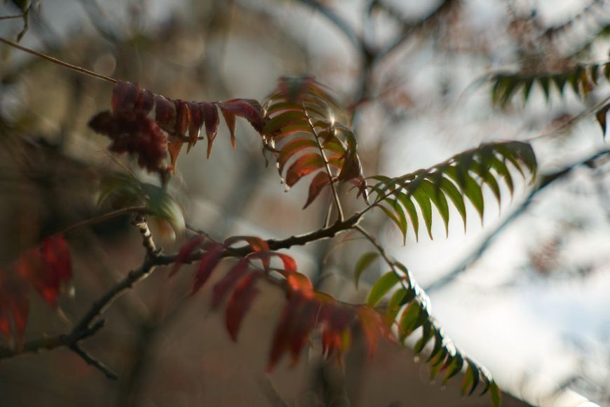 Porst Color Reflex MC Auto 1:1.2/55mm для Pentax K