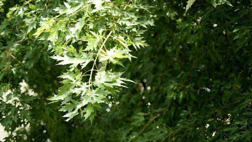 Pentax-A zoom 1:3.5-4.5 28-80mm 6678498 фото