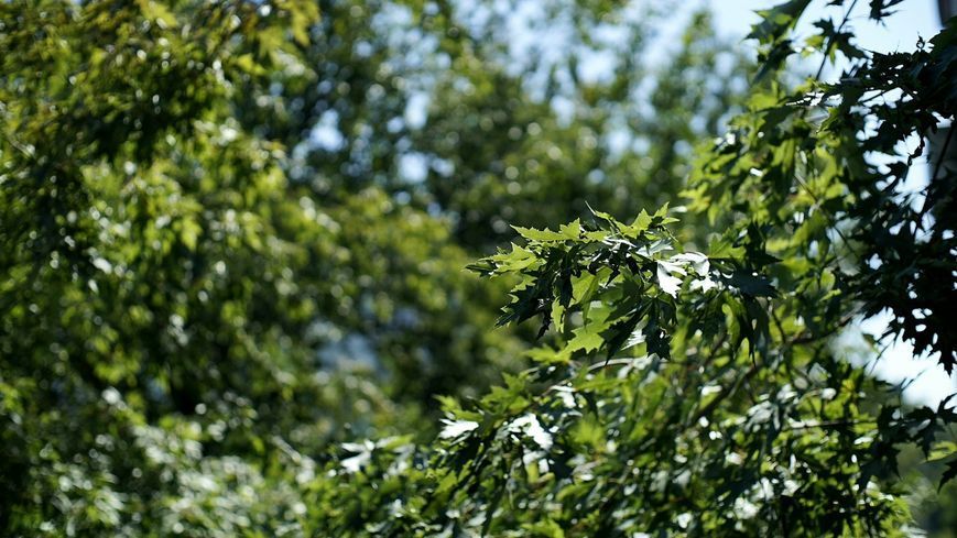 SMC Pentax-M 1:1.4 50mm 2250532 фото