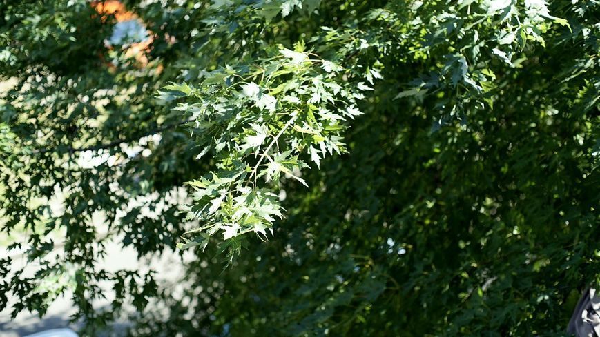 SMC Pentax-M 1:1.4 50mm 2250532 фото