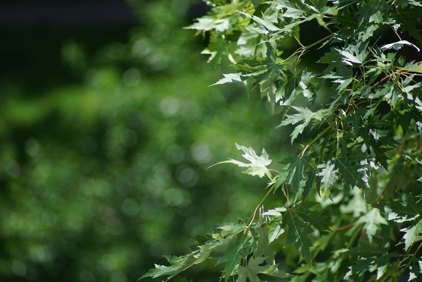 Auto Chinon MC 1:3.5 f=200mm Pentax K 601073 фото